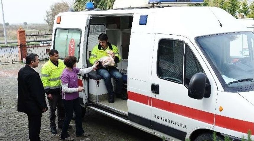 İzmir&rsquo;de Yaralı Flamingo Seferberliği