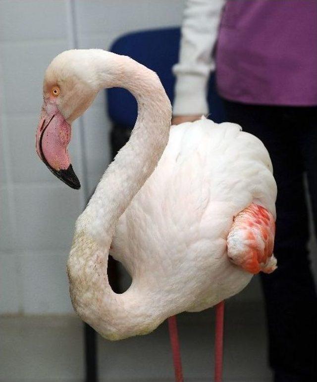 İzmir&rsquo;de Yaralı Flamingo Seferberliği 1
