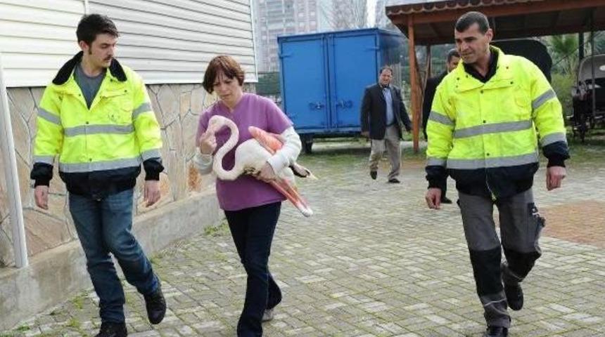 Yaralı Flamingo Tedavi Edildi