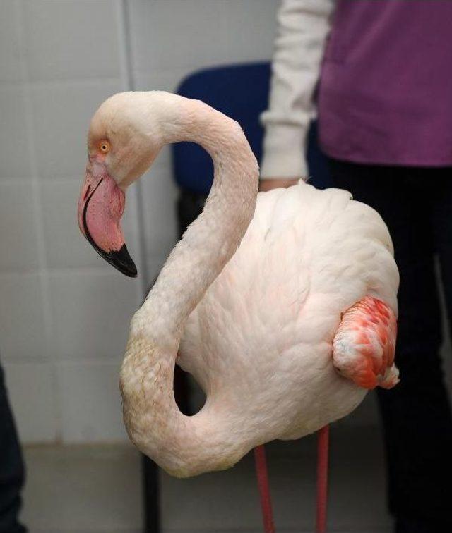 Yaralı Flamingo Tedavi Edildi