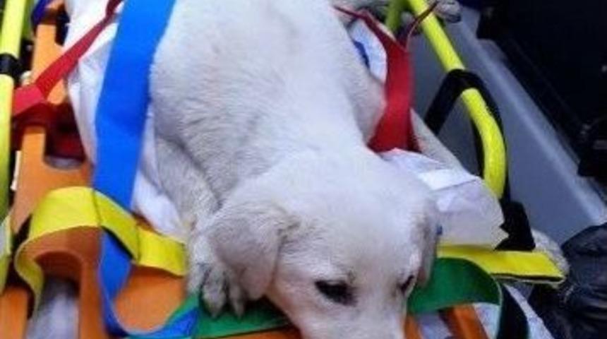 Yaralı K&ouml;pek Ambulansla Veterinere G&ouml;t&uuml;r&uuml;ld&uuml;