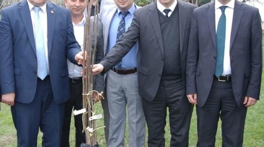 Kardelen B&uuml;y&uuml;korhanlı &Ccedil;ift&ccedil;ilere Kestane Fidanı Dağıtacak