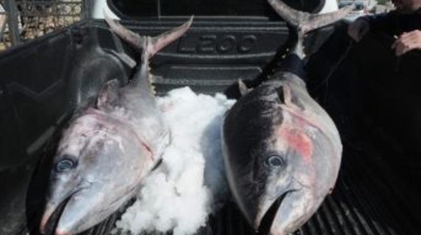 Ka&ccedil;ak Avlanan Balıklara El Konuldu