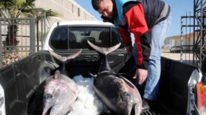 Ka&ccedil;ak Avlanan 2 Orkinos, &Ccedil;ocuk Yuvasına Bağışlandı