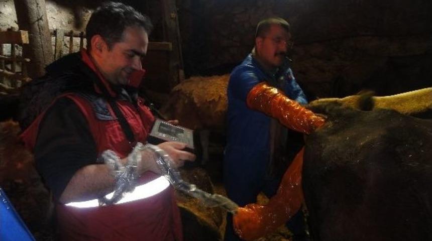 Gebe Hayvanlara Ultrasonlu Takip