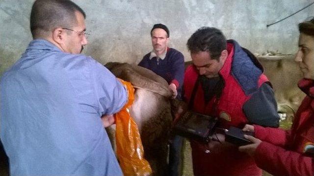 Gebe Hayvanlara Ultrasonlu Takip 1