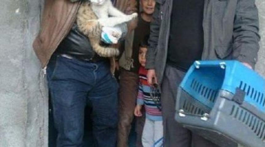 Yaralı Kediyi 150 Kilometre Uzaktan Aldılar