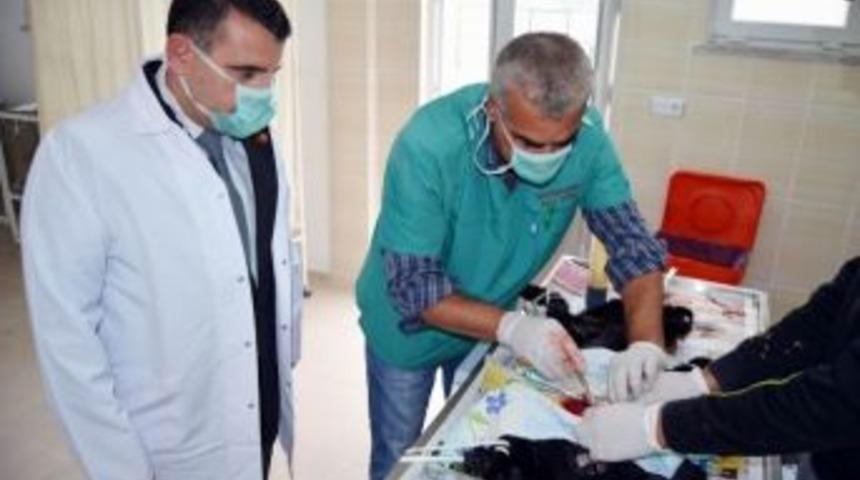 G&ouml;nen De Sokak K&ouml;pekleri Rehabilite Edilip Sahiplendiriliyor