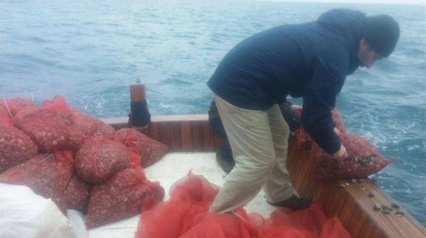 Saroz K&ouml;rfezi&rsquo;ne 1 Yılda 29 Ton Ka&ccedil;ak Canlı Midye D&ouml;k&uuml;ld&uuml;