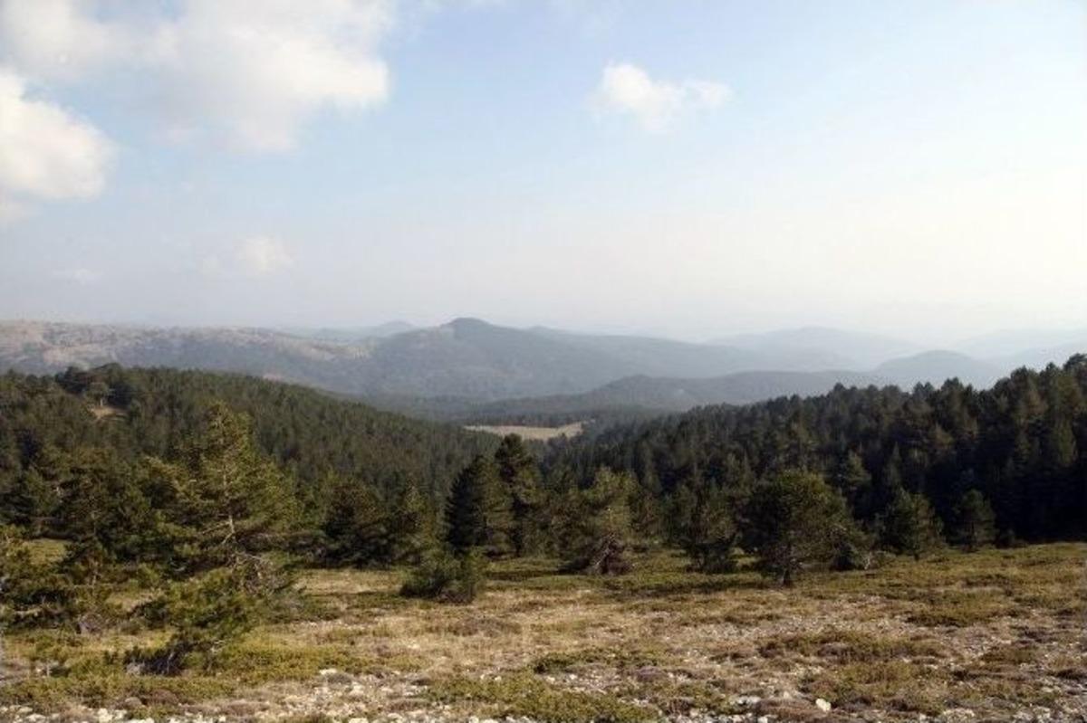 (&ouml;zel Haber) D&uuml;nyanın En Yaşlı Kara&ccedil;am Ağacı Uşak&rsquo;ta