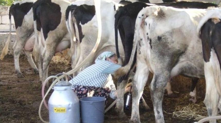 İzmir&rsquo;de S&uuml;t&uuml;n Y&uuml;zde 74&rsquo;&uuml; K&uuml;&ccedil;&uuml;k Menderes Havzasından