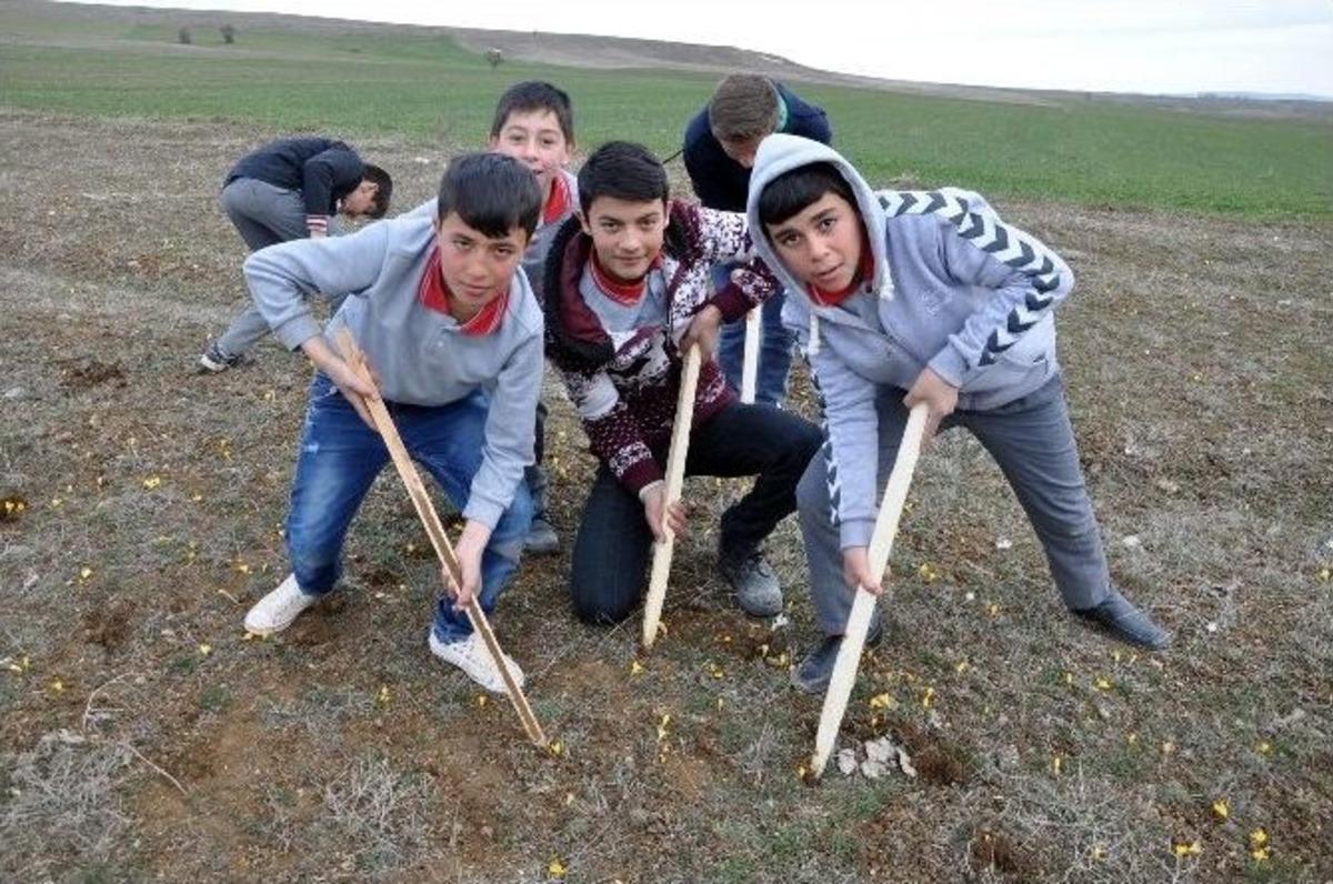 Sorgun&rsquo;da &Ccedil;iğdem Şenliği D&uuml;zenlendi