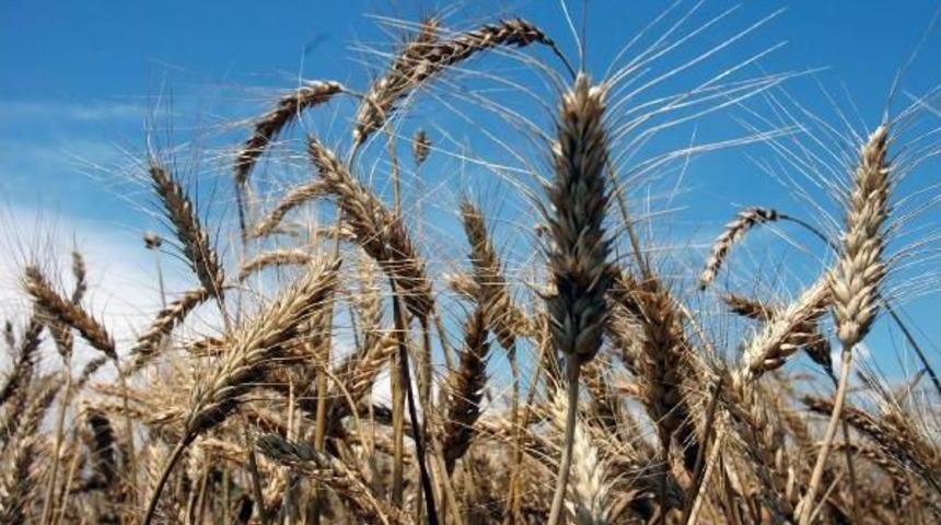 Karademir: Buğdayda Verim Kaybı Beklenmiyor