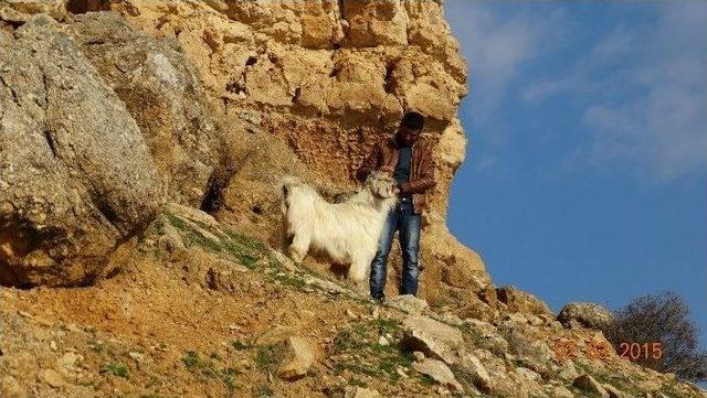 Afad’dan Keçi Kurtarma Operasyonu