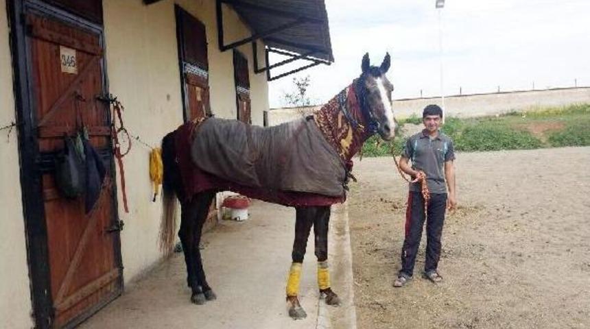 Atı Bayıltıncaya Kadar Kam&ccedil;ılayan Jokeye Ceza
