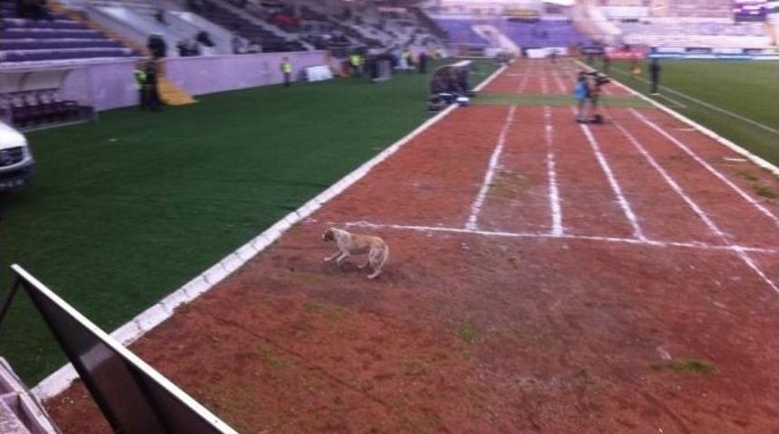 Ma&ccedil;ta S&uuml;rpriz Konuk