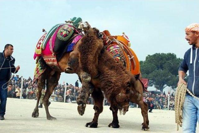 Salihli'de Festival Tadında Deve Güreşi