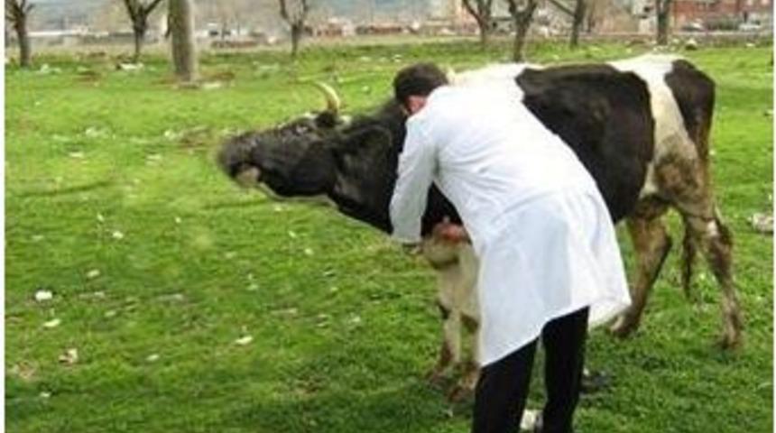 Bartın&rsquo;da Hayvan Aşılama &Ccedil;alışmaları Başladı