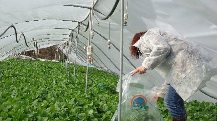 Sebze Ve Meyve &Uuml;r&uuml;nlerinde 2015 Yılı Hasat &Ouml;ncesi Pestisit Denetimi