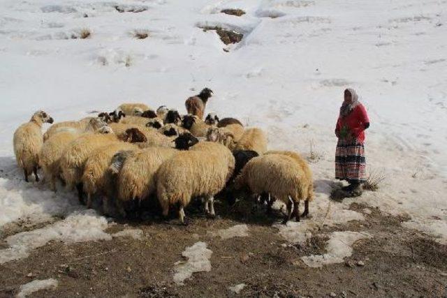 Eşi Kurt Saldırısında Öldü, 4 Kızıyla Yaşam Mücadelesi Veriyor