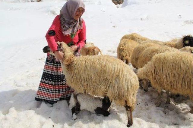 Eşi Kurt Saldırısında Öldü, 4 Kızıyla Yaşam Mücadelesi Veriyor