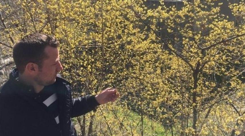 Koyulhisar&rsquo;da Ağa&ccedil;lar &Ccedil;i&ccedil;ek A&ccedil;tı