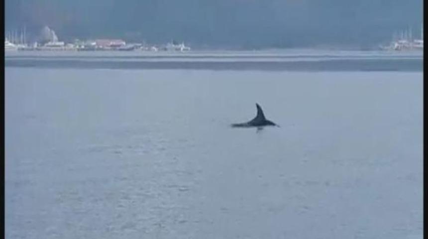 Yunuslar Marmaris K&ouml;rfezinde Balık &Ccedil;evirdi