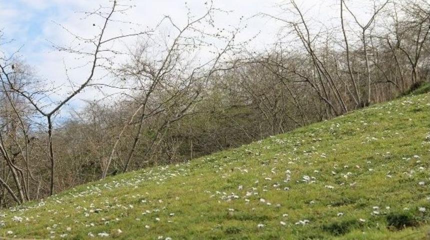 Fındık Uyanışa Başladı