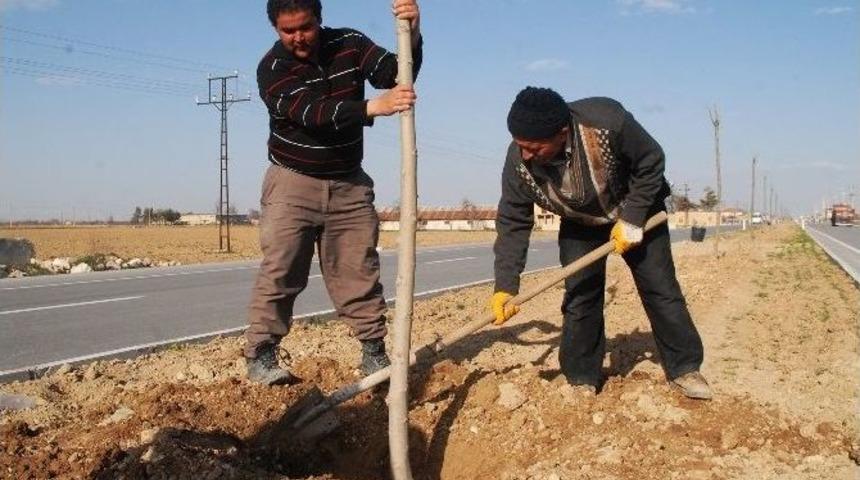 Belediye 15 Bin Fidan İle 15 Bin G&uuml;l Dikiyor