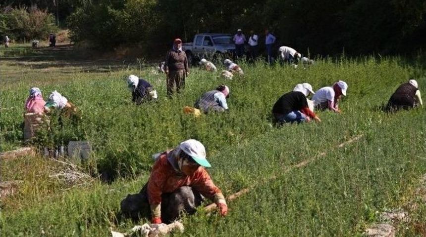 Eskişehir Orman B&ouml;lge M&uuml;d&uuml;rl&uuml;ğ&uuml;&rsquo;ne 3 Bin 500 Ge&ccedil;ici İş&ccedil;i Alınacak