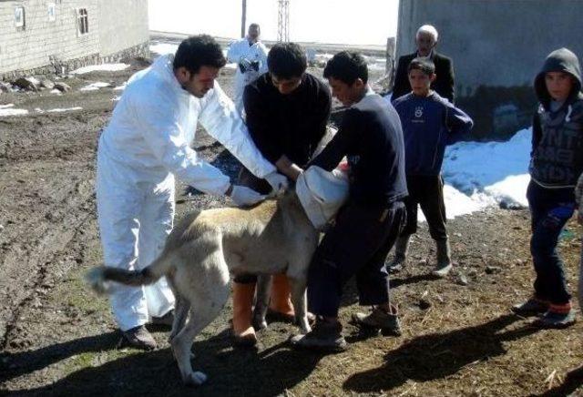 5 Bin Nüfuslu Mahalleye Kuduz Karantinası