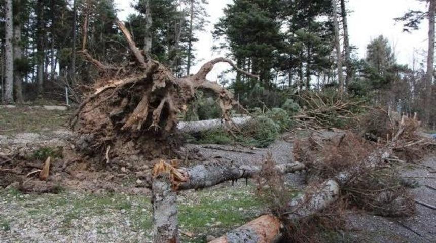 Lodos, Bolu Ve D&uuml;zce'de 23 Bin 146 Ağacı Devirdi