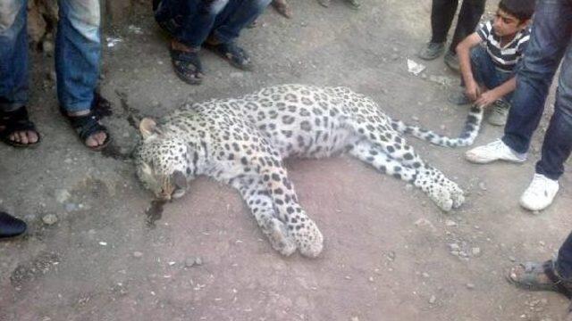 Leopar Davası Hakimi: Hayvanların Yaşam Hakkına Saygı Gosterilsin