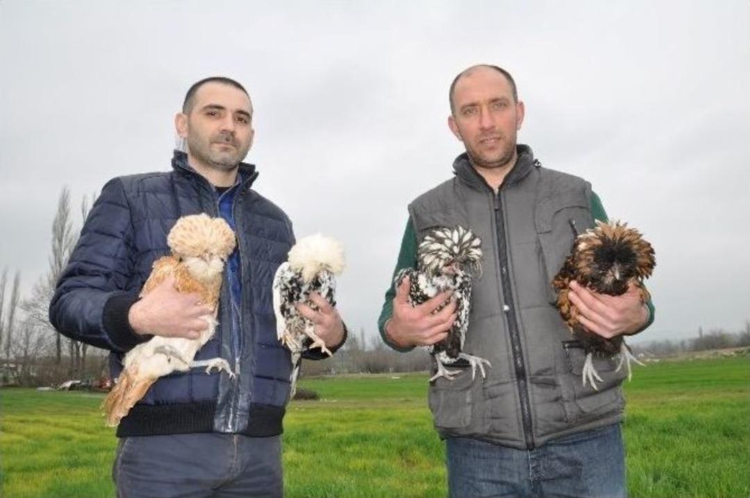 (&ouml;zel Haber) Otomobil Fiyatına Tavuk