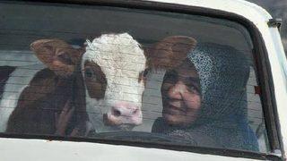 Hasta Buzağıyı Otomobille Veterinere Götürdüler