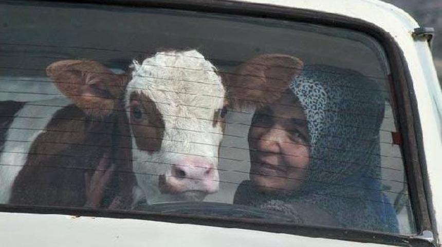 Hasta Buzağıyı Otomobille Veterinere Götürdüler