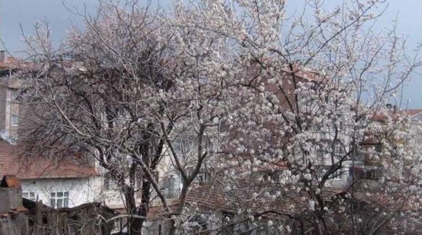 Simav &Ccedil;i&ccedil;ek A&ccedil;tı