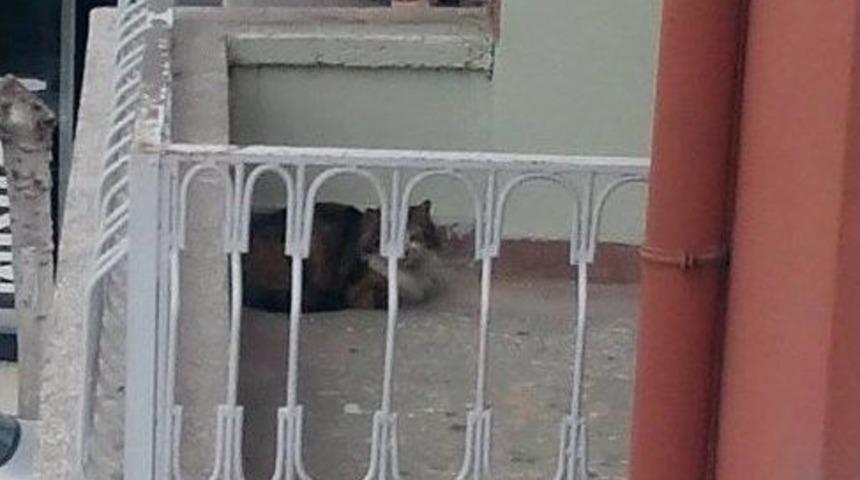 Balkonda Mahsur Kalan Kedi İ&ccedil;in İtfaiye Seferber Oldu