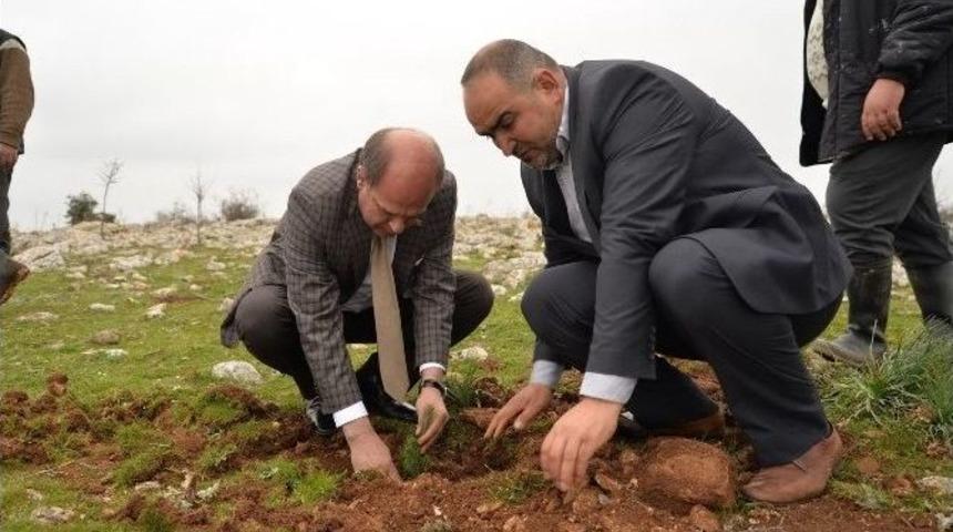 2 Bin Adet &Ccedil;am Fıstığı Diktiler