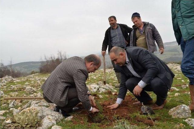 2 Bin Adet Çam Fıstığı Diktiler