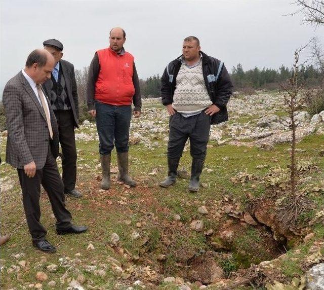 2 Bin Adet Çam Fıstığı Diktiler