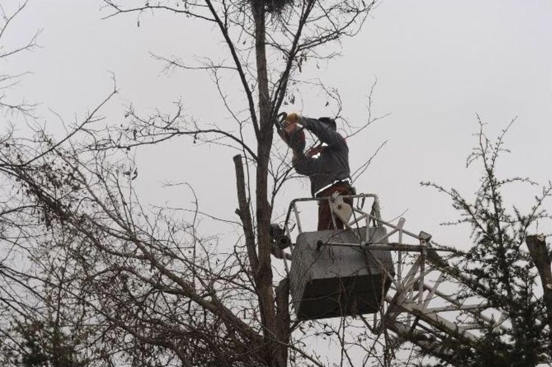Boz&uuml;y&uuml;k&rsquo;te Yeşil Alanlar Bahara Hazırlanıyor