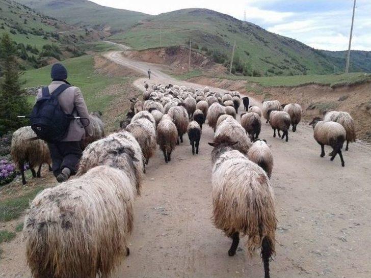 Çoban Değil "sürü Yönetimi Elemanı"