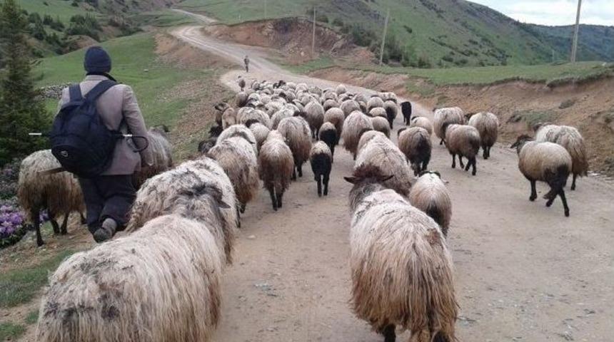 &Ccedil;oban Değil "s&uuml;r&uuml; Y&ouml;netimi Elemanı"