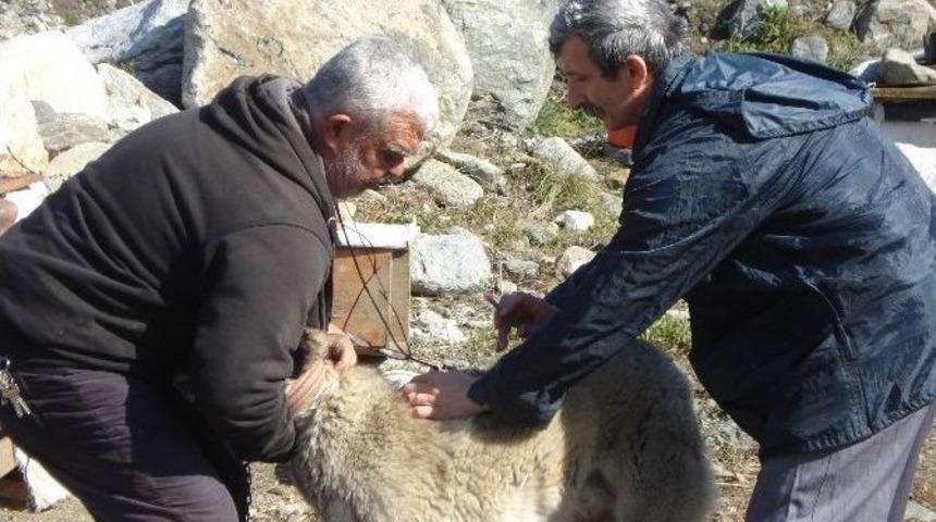 Bilecik&rsquo;te &ldquo;kuduz Ve Şap Aşılama&rdquo; Kampanya Başlatıldı