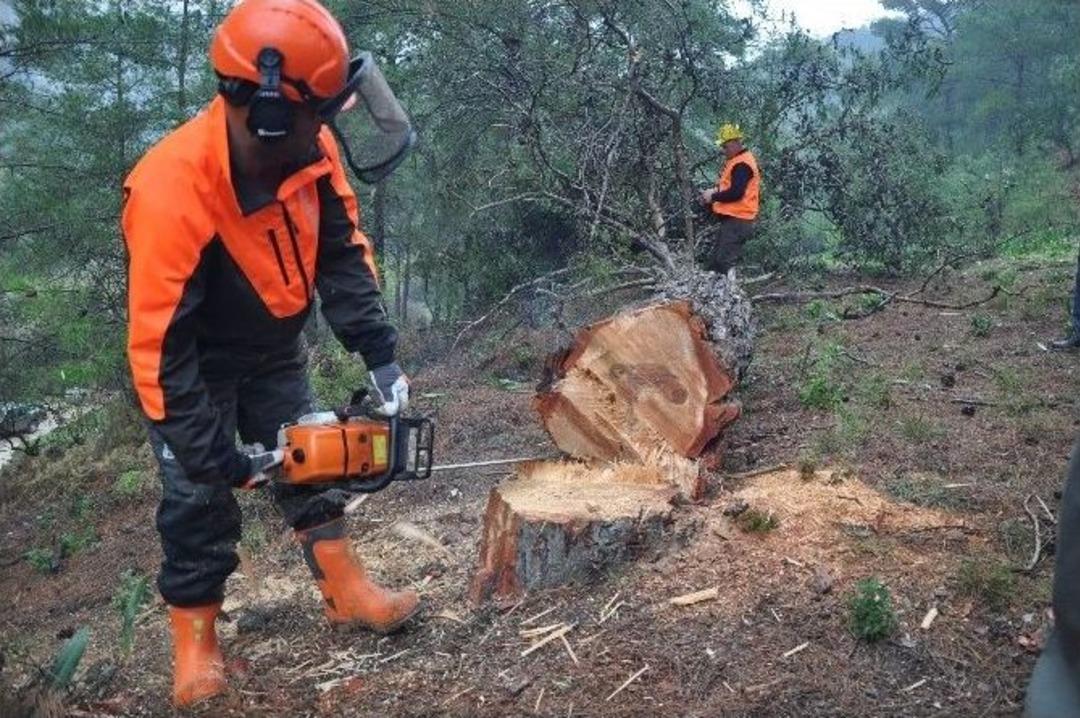 Ağa&ccedil; Kesme Ve Boylama Operat&ouml;rl&uuml;ğ&uuml; Eğitimi Tamamlandı