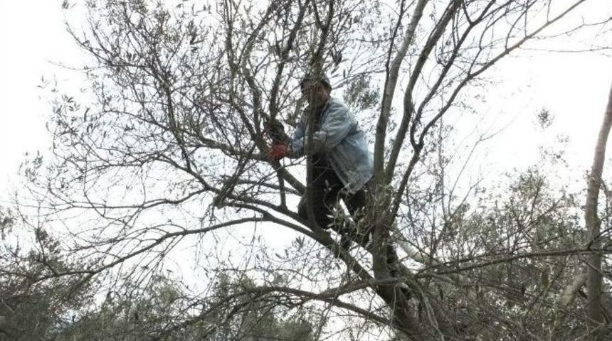 Burhaniye&rsquo;de Zeytinlerde Budama Mevsimi Başladı