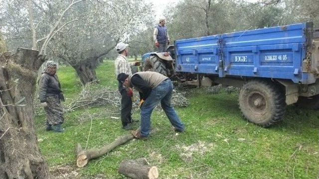 Burhaniye&rsquo;de Zeytinlerde Budama Mevsimi Başladı 2