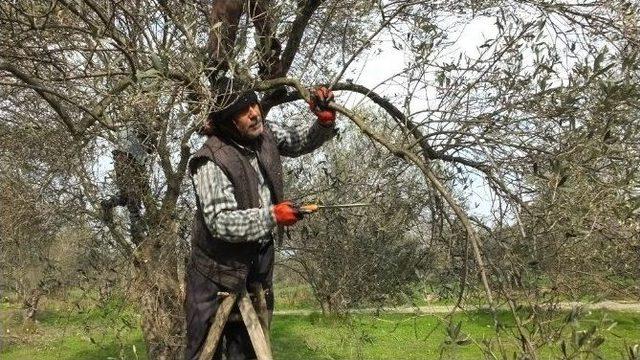 Burhaniye&rsquo;de Zeytinlerde Budama Mevsimi Başladı 3