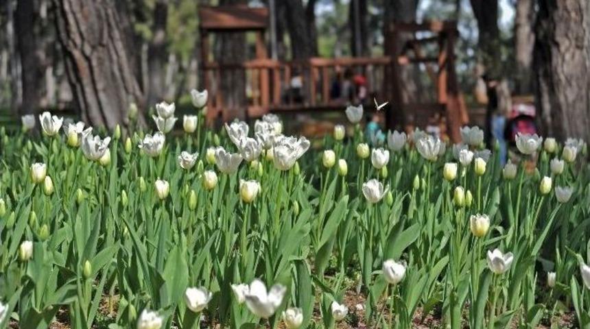 Kepez&rsquo;e 250 Bin Lale